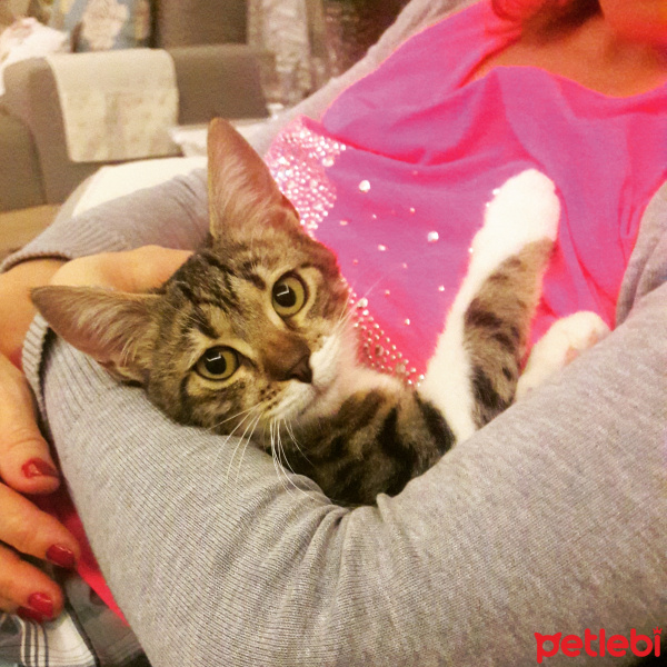 Tekir Kedi, Kedi  Ceku fotoğrafı