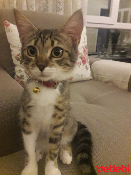 Tekir Kedi, Kedi  Ceku fotoğrafı