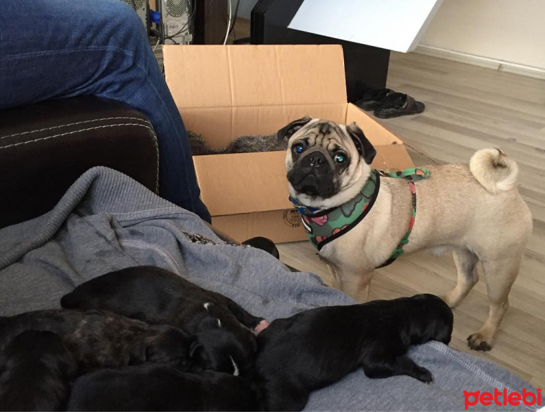 Pug, Köpek  Şef fotoğrafı