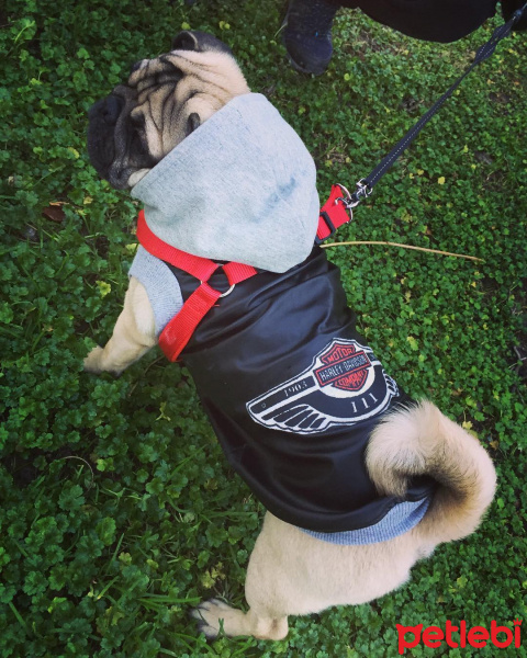 Pug, Köpek  Şef fotoğrafı