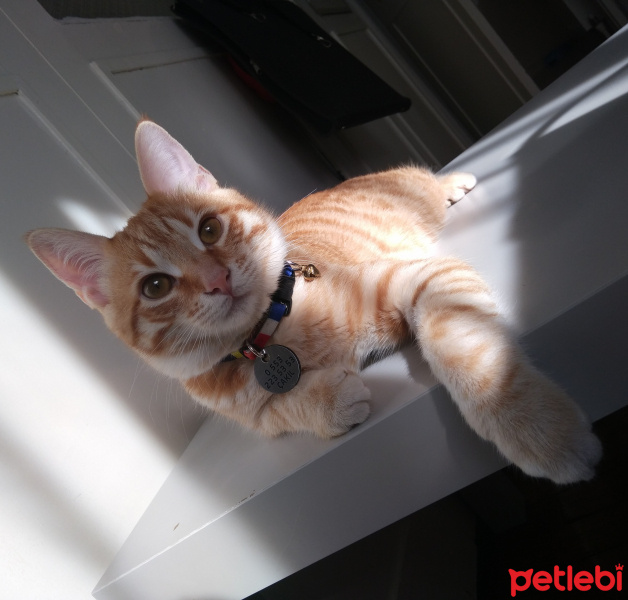 Sarman, Kedi  çakıl fotoğrafı