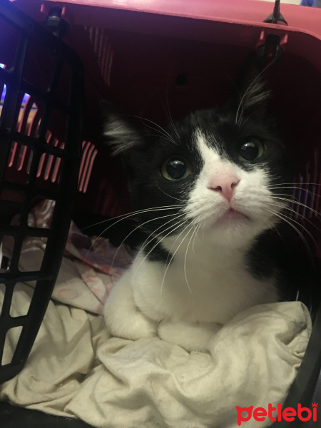 Tuxedo (Smokin) Kedi, Kedi  Loli fotoğrafı