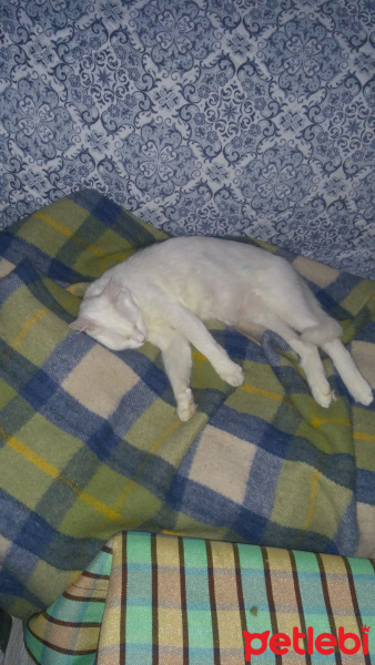 Ankara Kedisi, Kedi  Sofi fotoğrafı