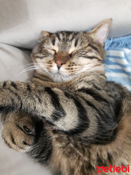 Tekir Kedi, Kedi  Ares fotoğrafı