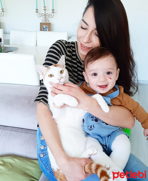 Tekir Kedi, Kedi  Ares fotoğrafı