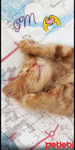 Sarman, Kedi  Mars fotoğrafı