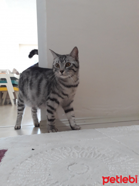 British Shorthair, Kedi  Duman fotoğrafı