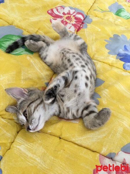 Scottish Fold, Kedi  Boncum fotoğrafı