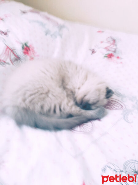 Scottish Fold, Kedi  Boncum fotoğrafı