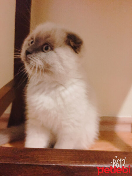 Scottish Fold, Kedi  Boncum fotoğrafı