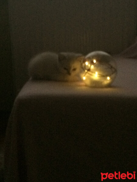 Scottish Fold, Kedi  Boncum fotoğrafı