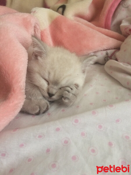 Scottish Fold, Kedi  Boncum fotoğrafı