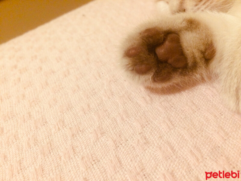 Scottish Fold, Kedi  Boncum fotoğrafı