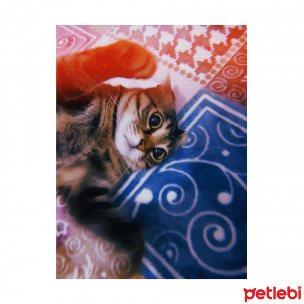 Tekir Kedi, Kedi  Şaşkın fotoğrafı