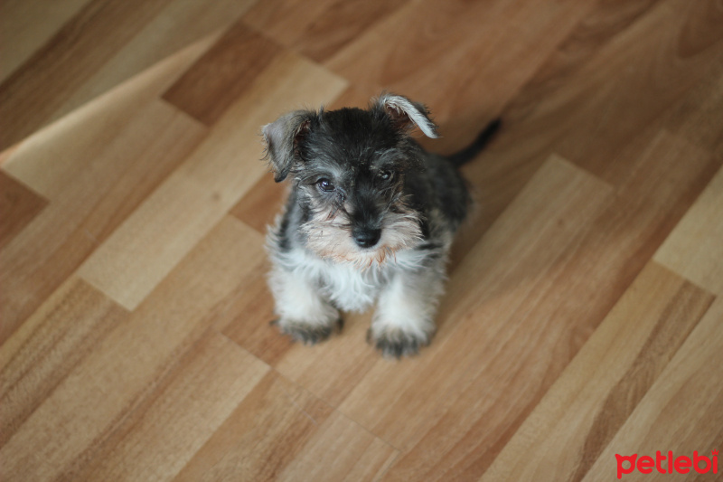 Minyatür Schnauzer, Köpek  AJAN fotoğrafı