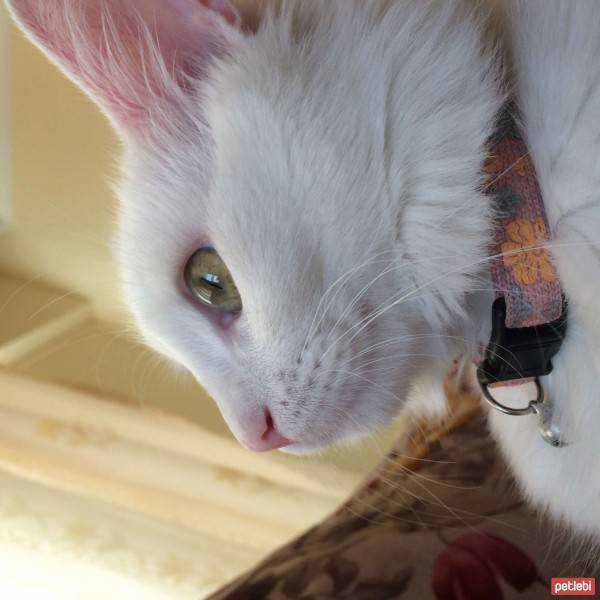 Ankara Kedisi, Kedi  Sakir fotoğrafı