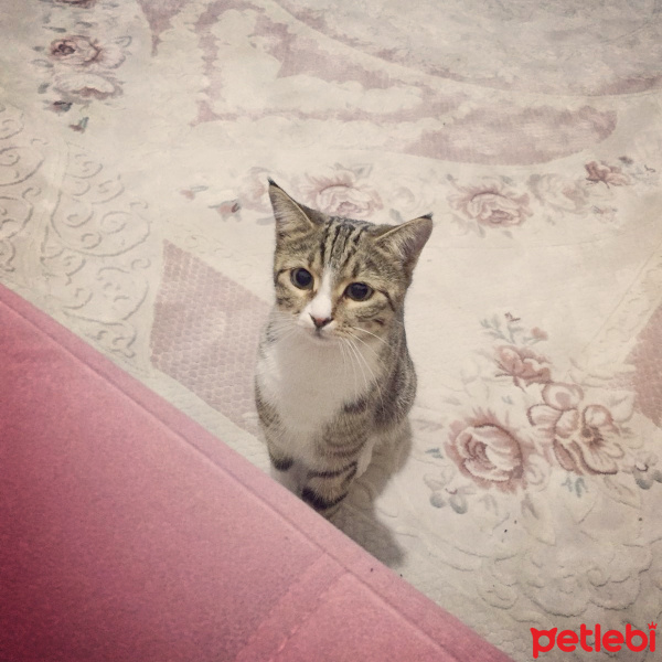 Tekir Kedi, Kedi  Mimmoş fotoğrafı