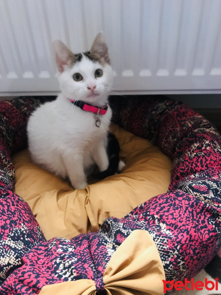 Tekir Kedi, Kedi  Yumoş fotoğrafı