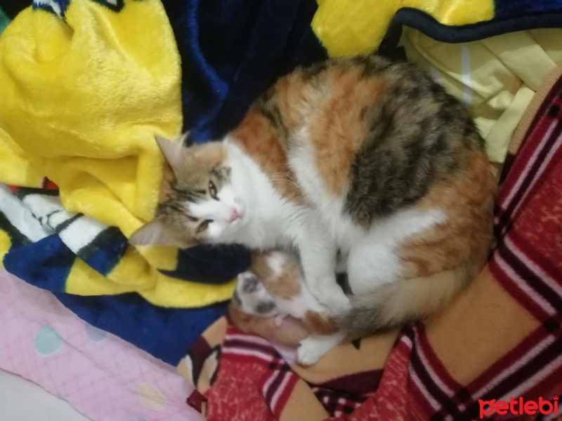 Tekir Kedi, Kedi  Kayısı fotoğrafı