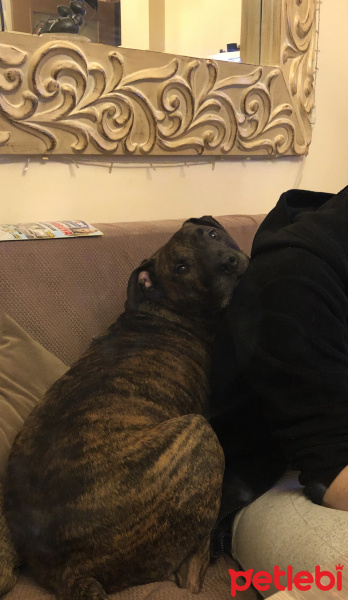 Amerikan Staffordshire Terrier, Köpek  Maylo fotoğrafı