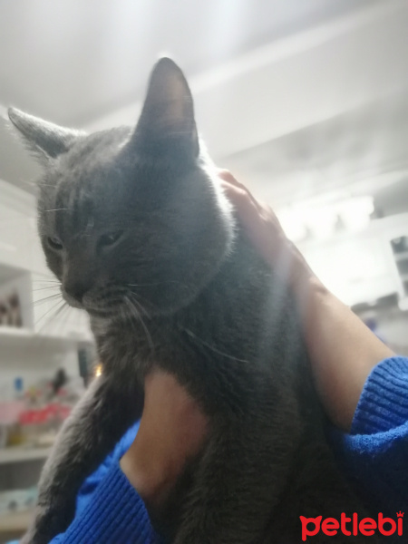 Mavi Rus, Kedi  Duman fotoğrafı