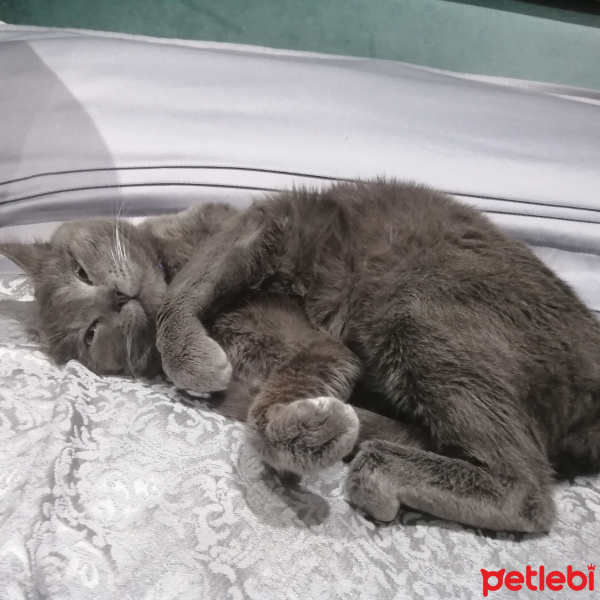 Mavi Rus, Kedi  Duman fotoğrafı