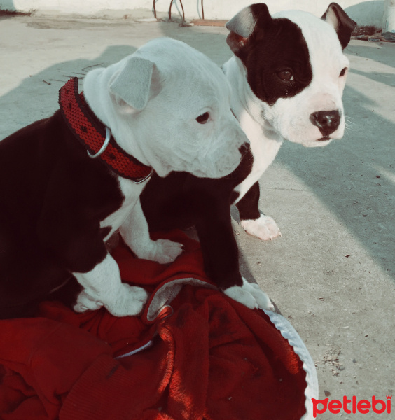 Amerikan Pitbull Terrier, Köpek  Medusa fotoğrafı