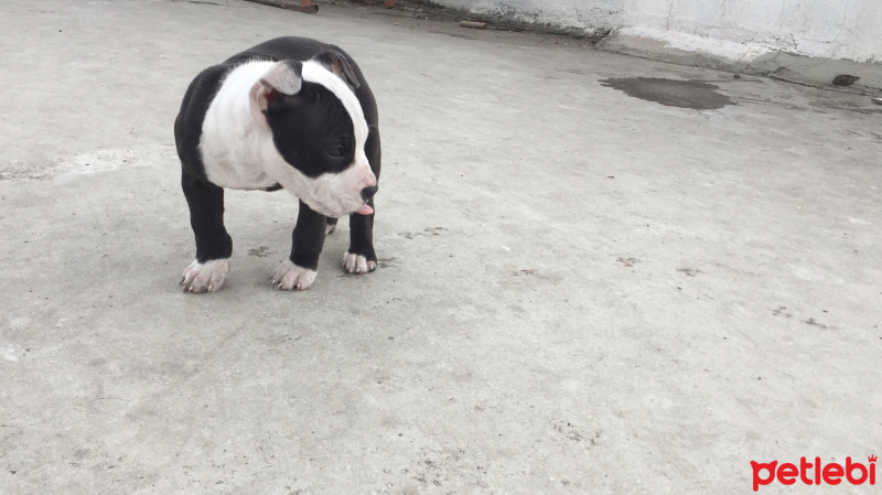 Amerikan Pitbull Terrier, Köpek  Medusa fotoğrafı