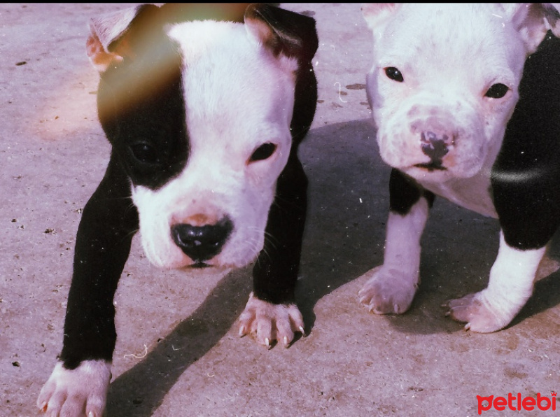Amerikan Pitbull Terrier, Köpek  Medusa fotoğrafı