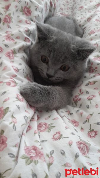 British Shorthair, Kedi  Duman fotoğrafı
