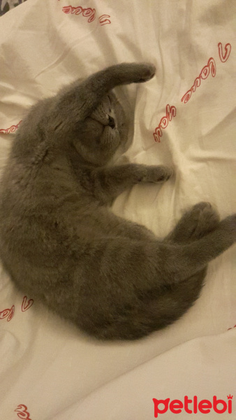 British Shorthair, Kedi  Duman fotoğrafı