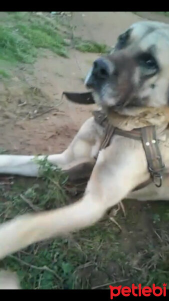 Kangal, Köpek  Bozo fotoğrafı