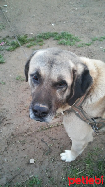 Kangal, Köpek  Bozo fotoğrafı