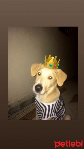 Golden Retriever, Köpek  Oscar fotoğrafı