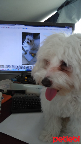 Maltese, Köpek  Pixel fotoğrafı