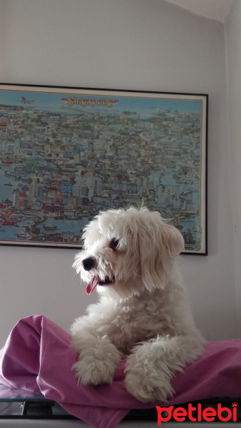 Maltese, Köpek  Pixel fotoğrafı