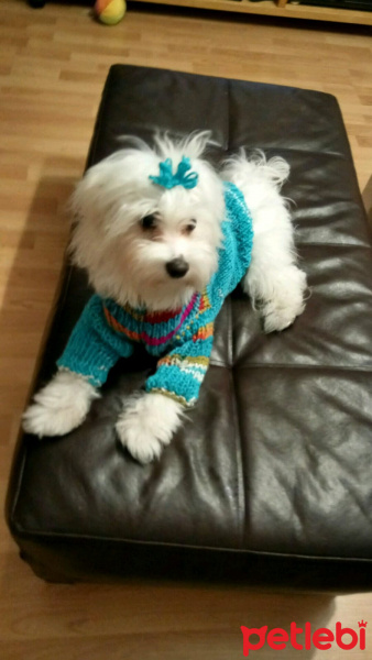 Maltese, Köpek  Pixel fotoğrafı