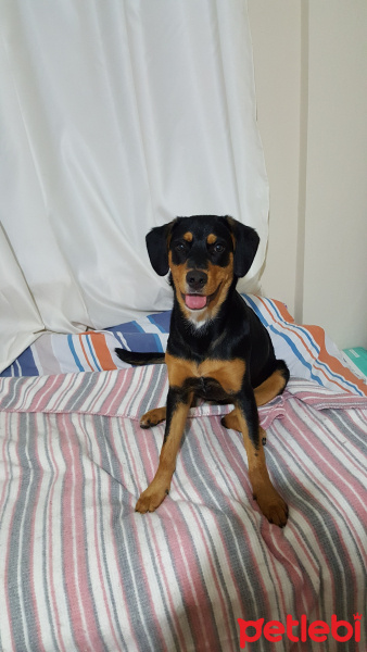 Labrador Retriever, Köpek  Kanki fotoğrafı