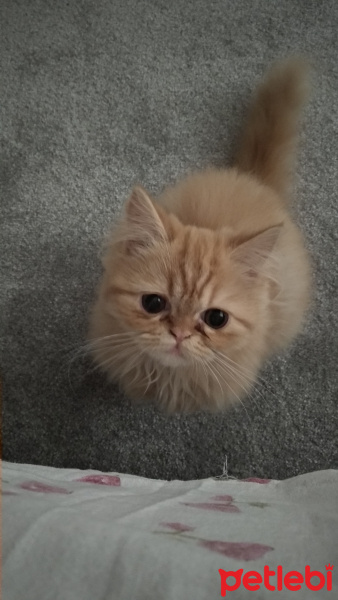 İran Kedisi (Persian), Kedi  TARÇIN fotoğrafı