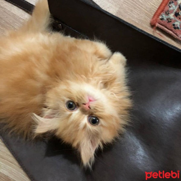 İran Kedisi (Persian), Kedi  TARÇIN fotoğrafı