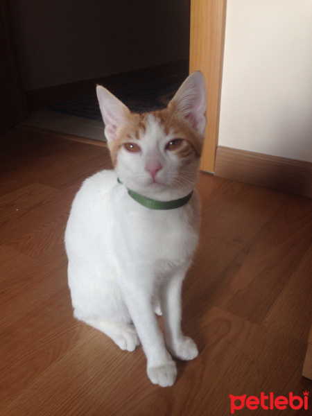 Manx, Kedi  Kisa fotoğrafı