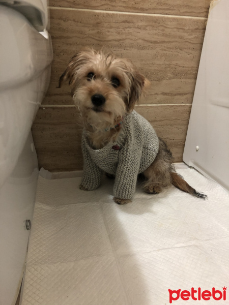 Yorkshire Terrier, Köpek  Hera fotoğrafı