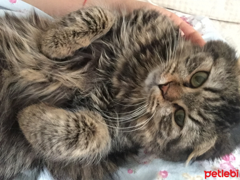 Scottish Fold, Kedi  Elizabeth fotoğrafı