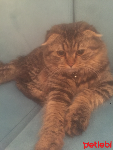 Scottish Fold, Kedi  Elizabeth fotoğrafı