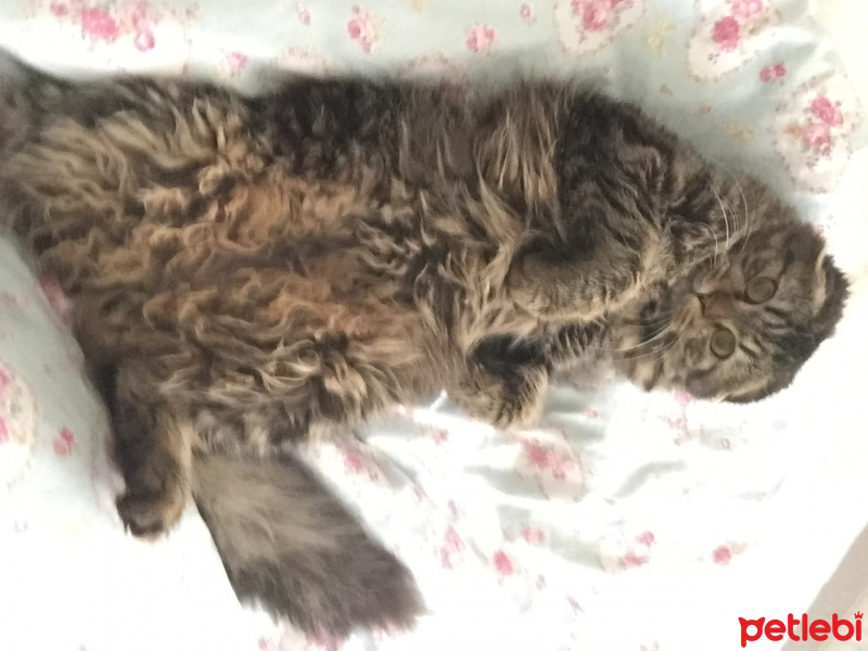 Scottish Fold, Kedi  Elizabeth fotoğrafı