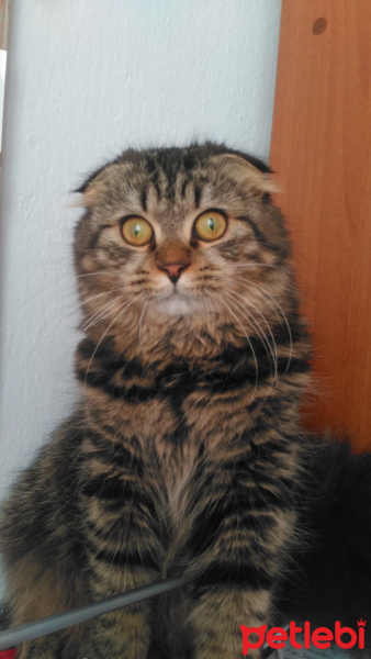Scottish Fold, Kedi  Elizabeth fotoğrafı