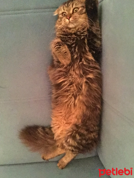 Scottish Fold, Kedi  Elizabeth fotoğrafı