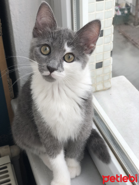 Tekir Kedi, Kedi  Lena fotoğrafı