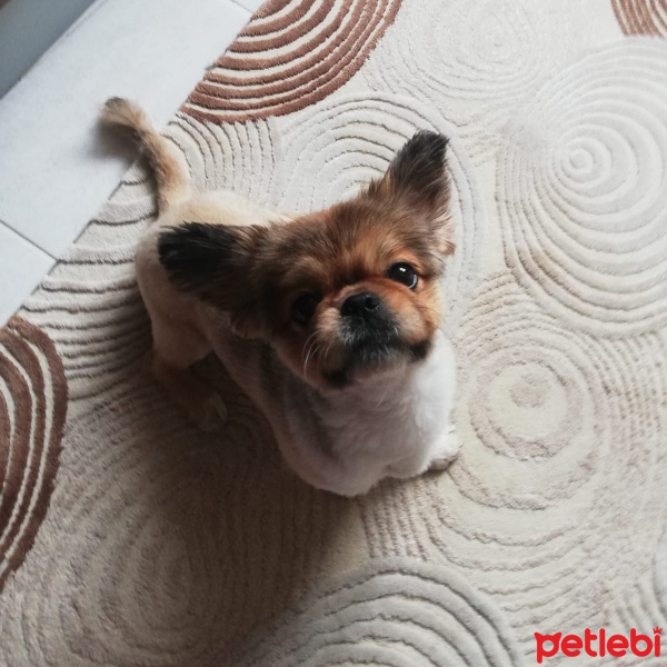 Pekingese, Köpek  Pekmez fotoğrafı