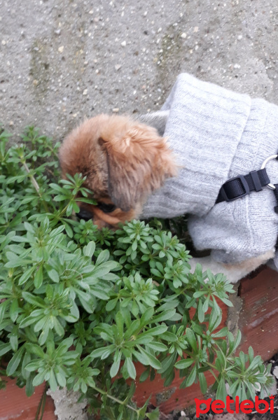 Pekingese, Köpek  Pekmez fotoğrafı